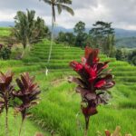rizières villas ruta Bali
